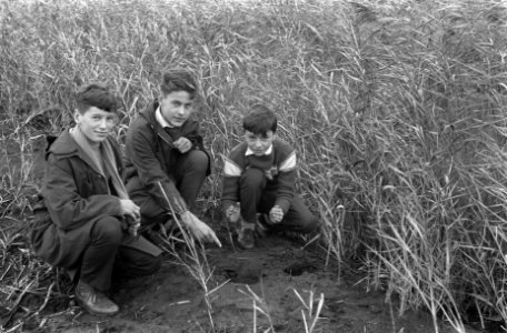Gevaarlijk () projectiel te Naarden gevonden, vlnr R H Horwitz , H Tomas, Bestanddeelnr 911-7999