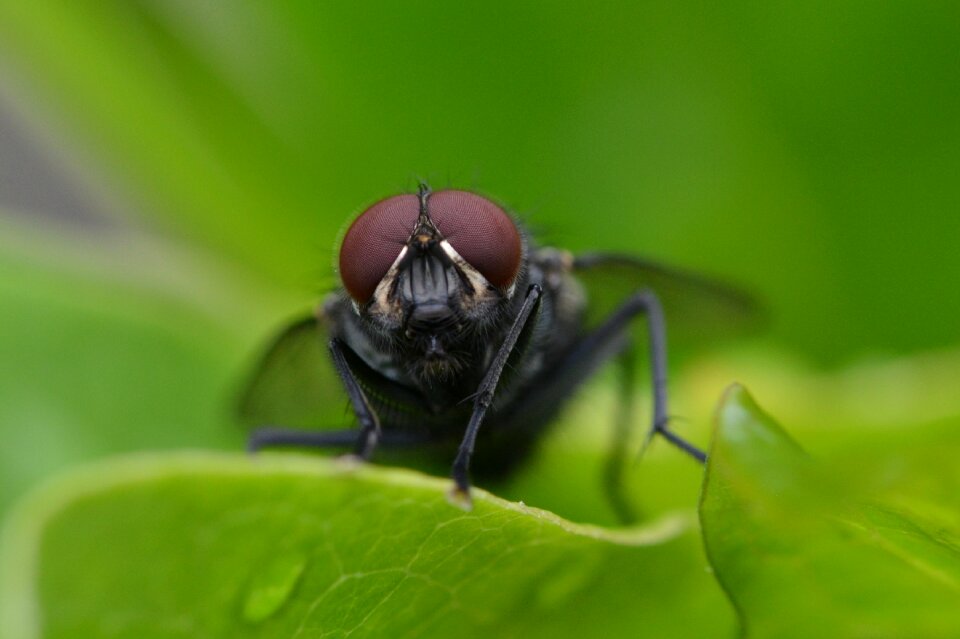 Close up macro compound eyes photo