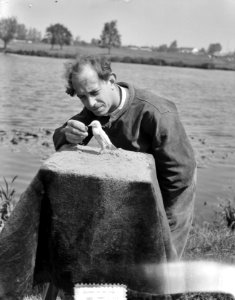 Gev. witte spreeuw door beeldhouwer J. F. van Huisstede uit Nederhorst, Bestanddeelnr 905-7698