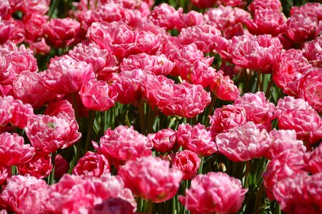 Keukenhof holland spring