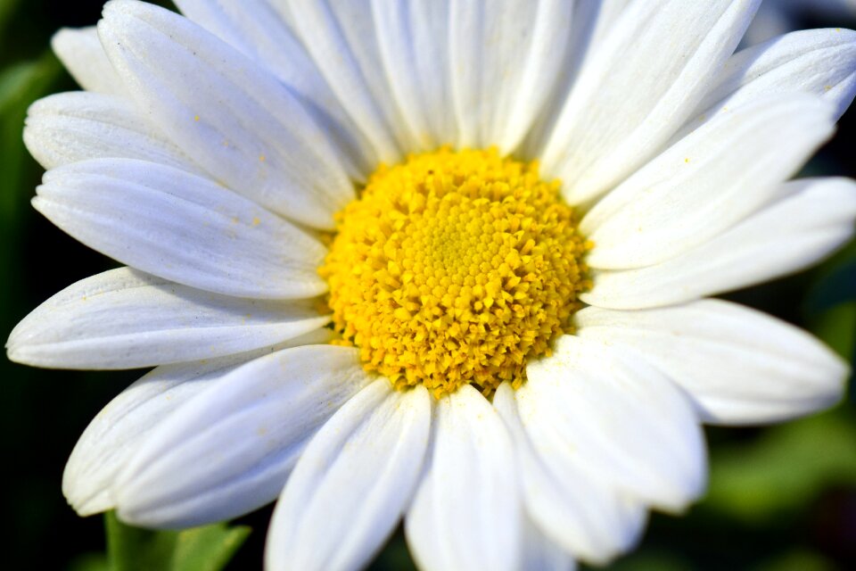 Close up open flower