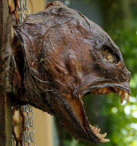 Getrockneter Seewolf Kopf