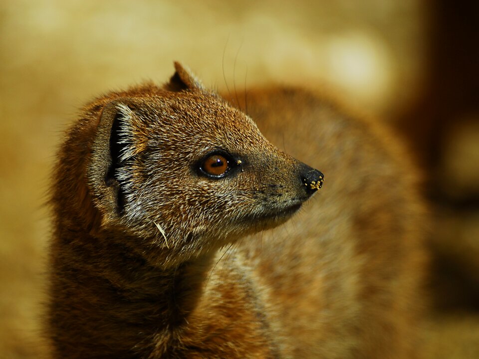 Yellow mongoose animal mammal