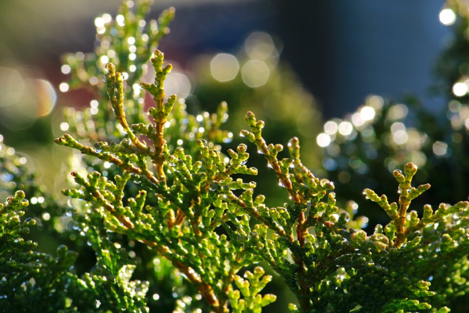 Cupressus sempervirens cypress under glass branches