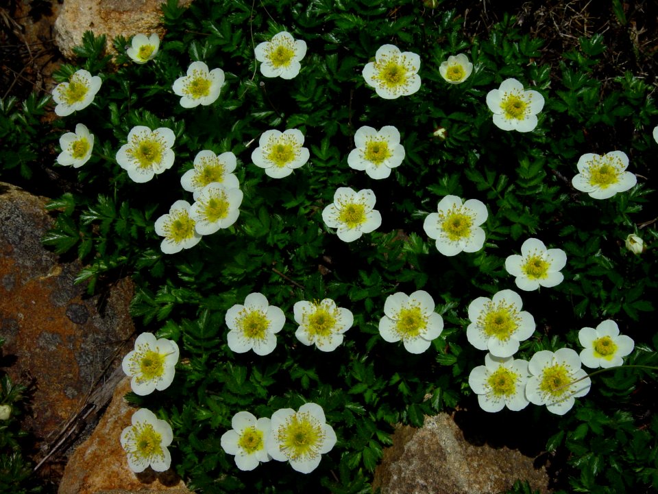 Geum pentapetalum in Mount Jii 2003-08-01