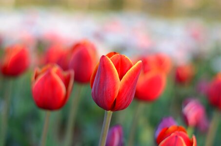 Beautiful spring green photo