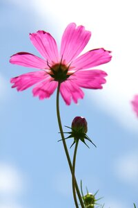 Cosmos pink flower photo
