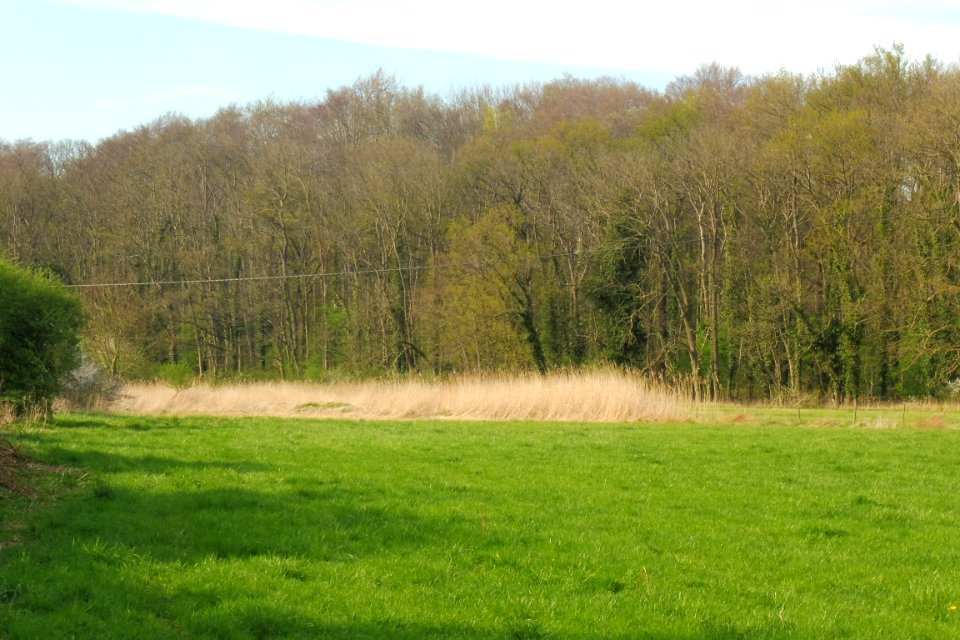 Geseke - NSG Osternheuland - In den Erlen - 6