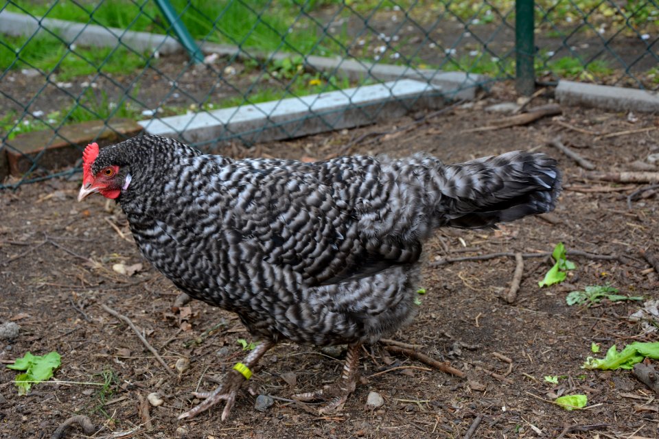 Gesperbertes Sachsenhuhn (2)