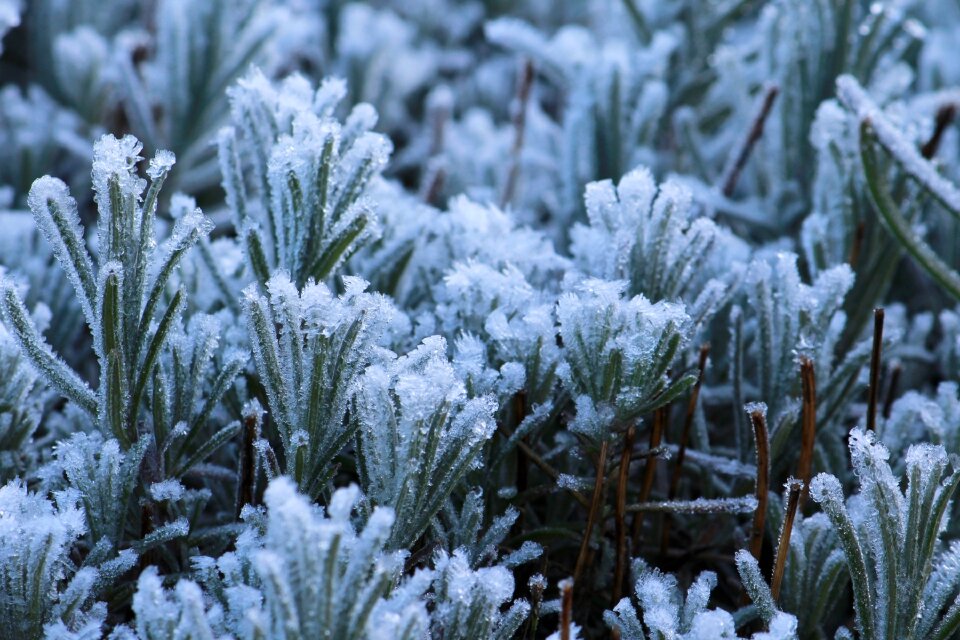 Frozen winter ice