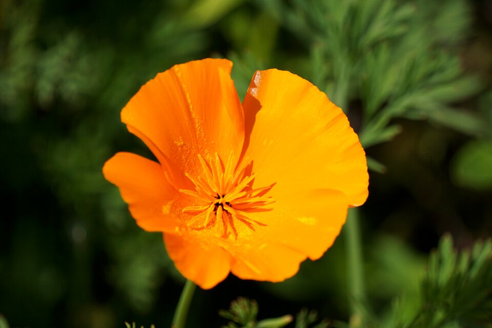 Nature petals poppy flowers