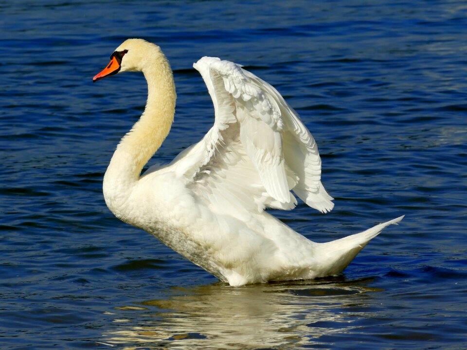 Water bird animals swans