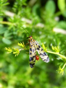 Scorpion fly insect wings photo