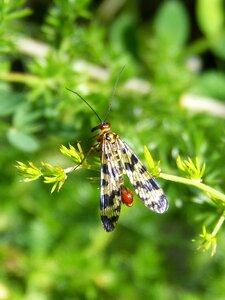 Scorpion fly insect wings