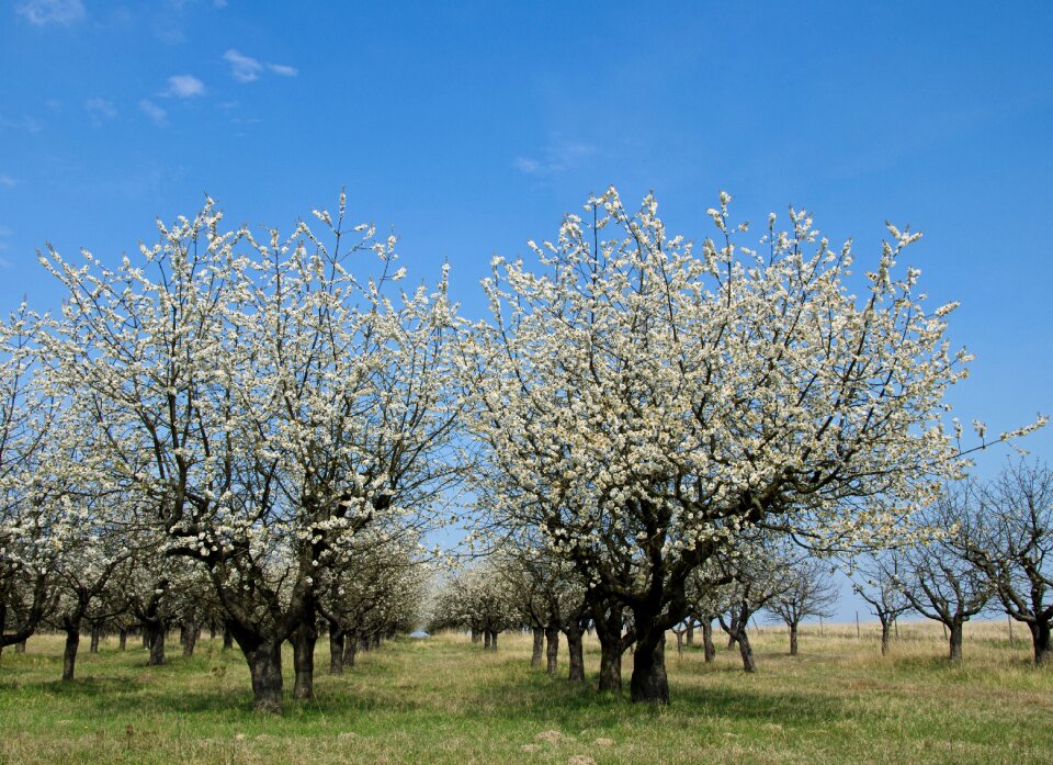 Spring pink cherry tree