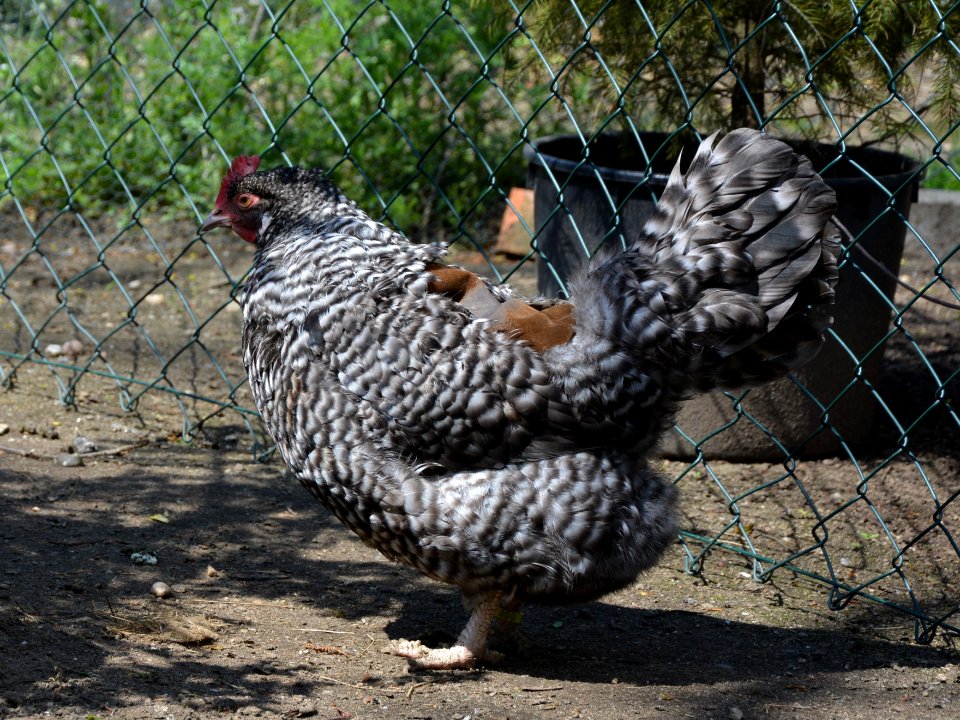 Gesperberte Sachsenhuhn Henne mit Hühnersattel Larissa