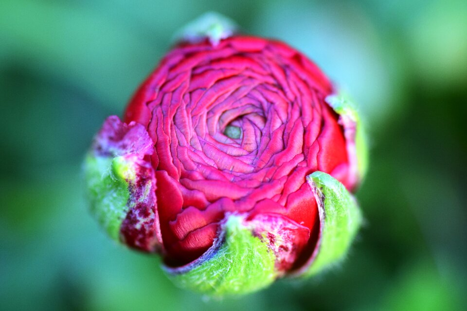 Buttercup bud buttercup bud