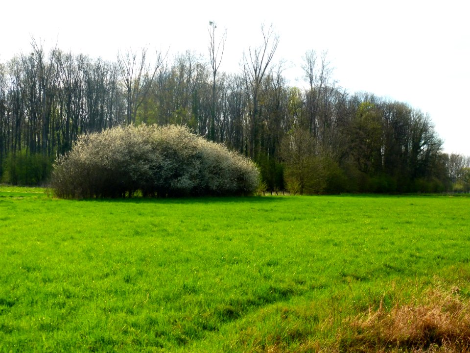 Geseke - NSG Osternheuland - In den Erlen - 3
