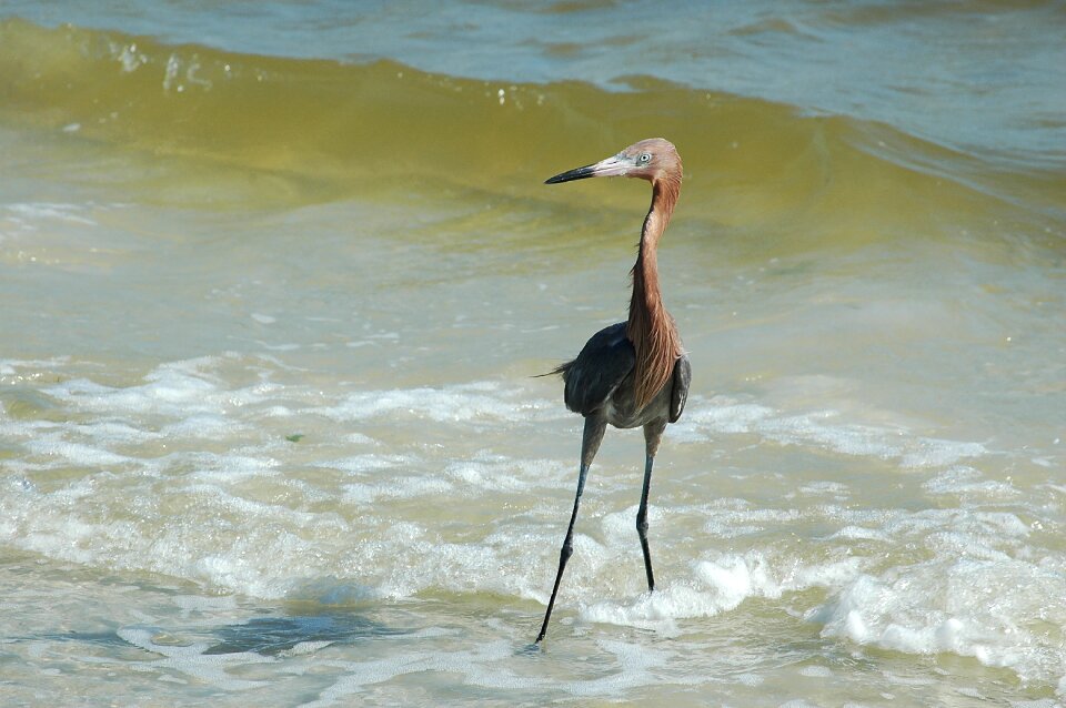 Wading heron wildlife