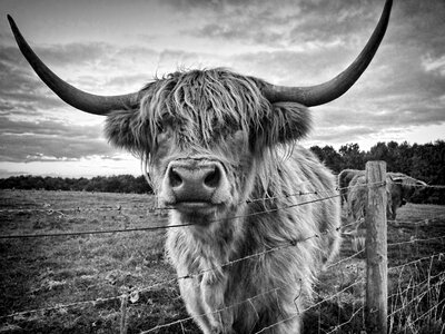 Highland cattle farm photo