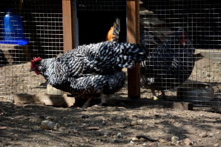 Gesperberte Sachsenhuhn Henne Betise vor Voliere (2)