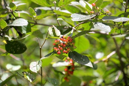 Toxic berries viburnum lantana