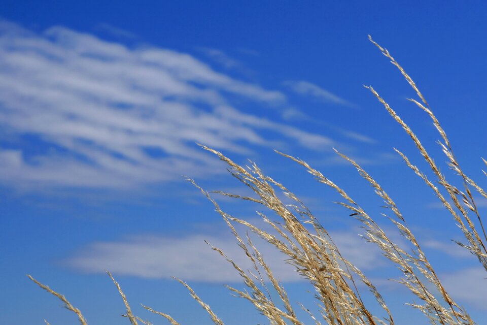 Country crops cultivate