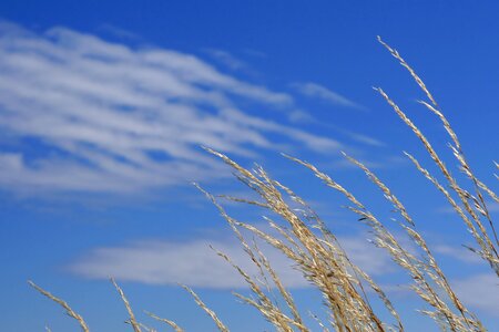 Country crops cultivate