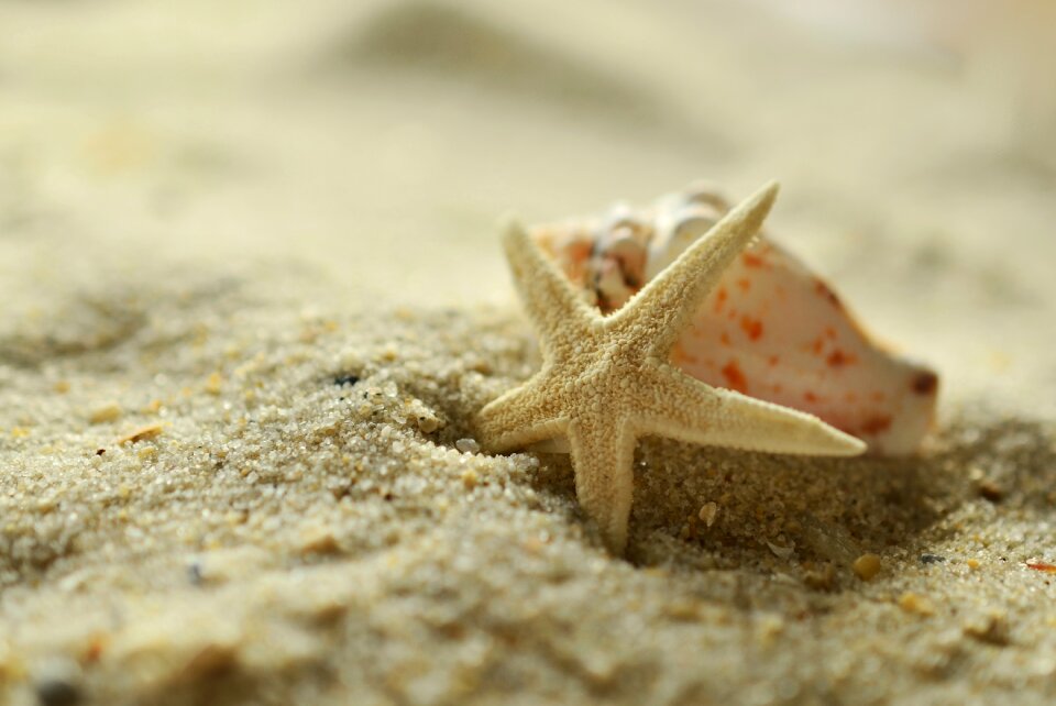 Beach maritime decorative