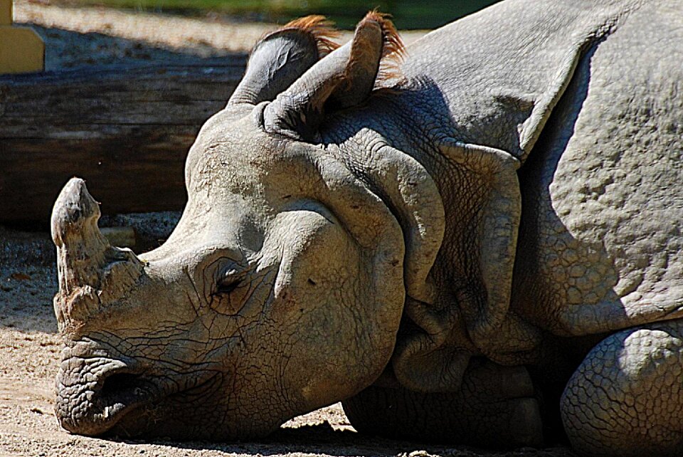 Pachyderm zoo rhinoceros