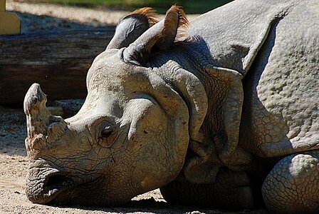 Pachyderm zoo rhinoceros