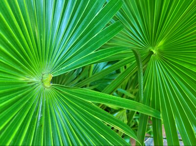 Palm leaf tropical photo