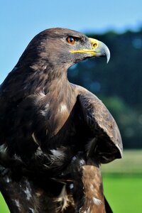 Eagle prey bird