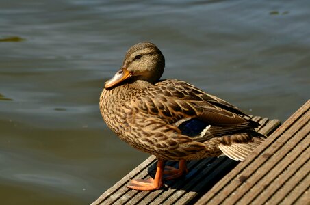 Anas platyrhynchos water bird duck bird photo