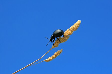 Beautiful beetle black