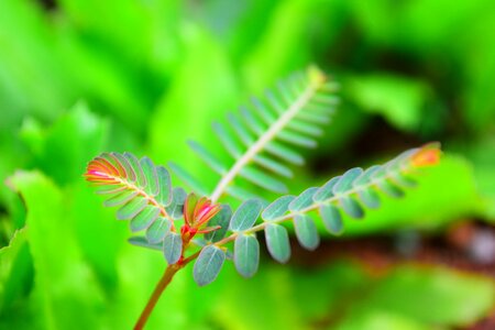 Leaf fern nature photo