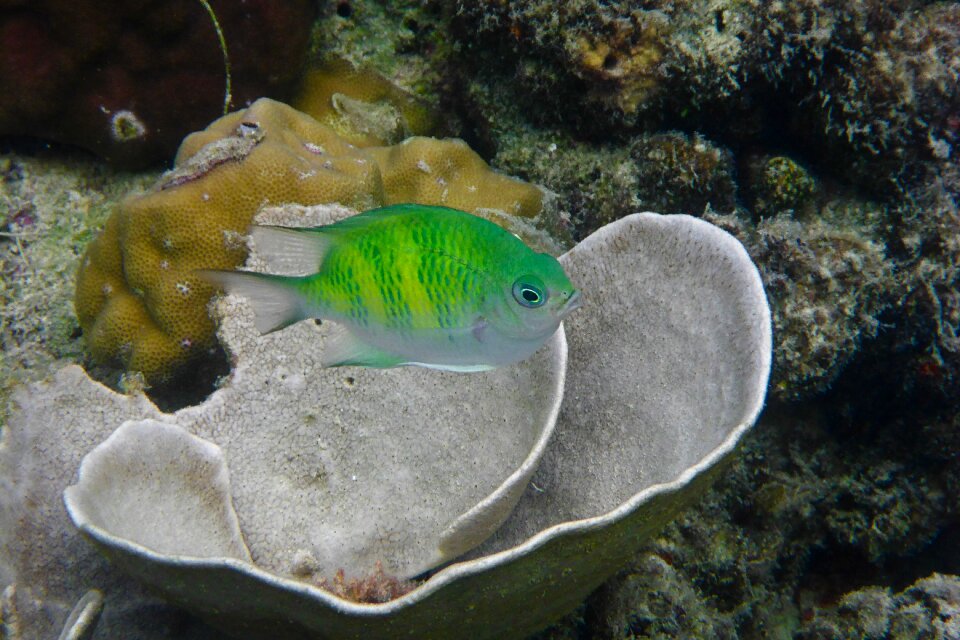 Philippines el nido fish