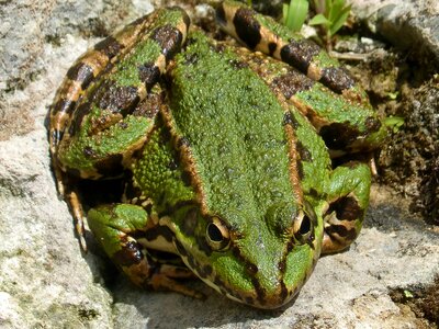 Green frog batrachian amphibians