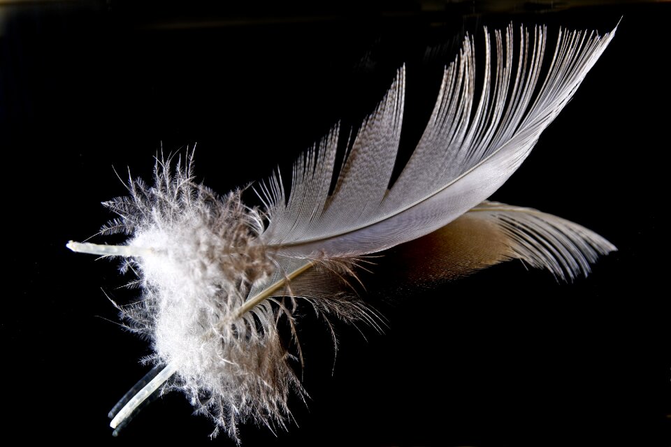 Filigree slightly fluffy