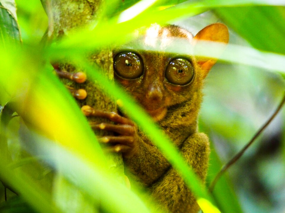 Philippines bohol tarsus