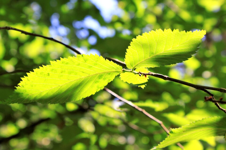 Foliage garden summer photo