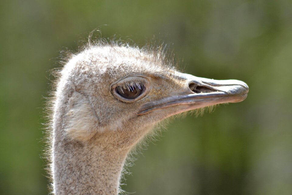 Ostrich bird zoo photo