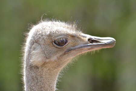Ostrich bird zoo