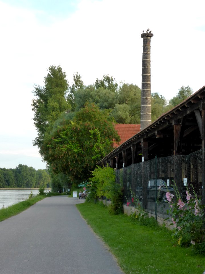 Germersheim-Zigelei-Storche
