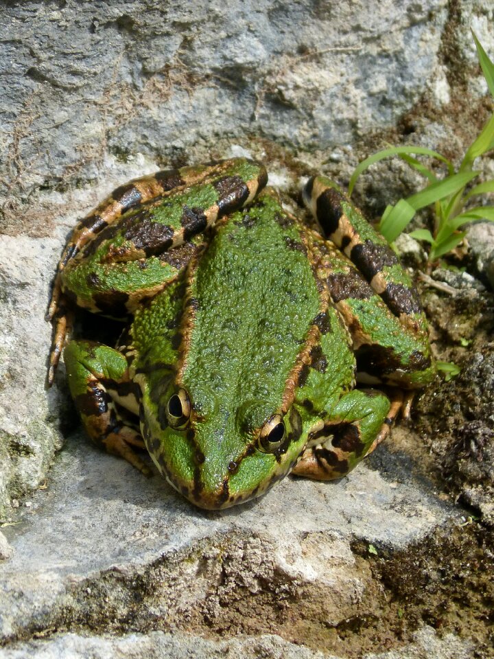 Green frog batrachian amphibians