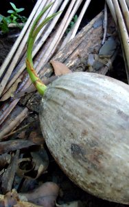 Germinating coconut