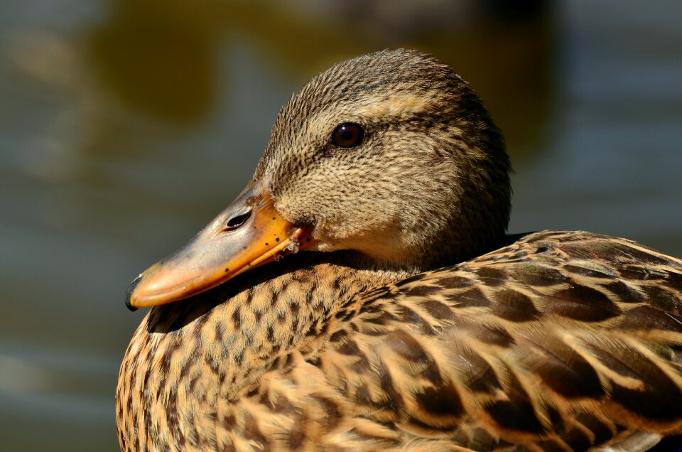 Anas platyrhynchos water bird duck bird