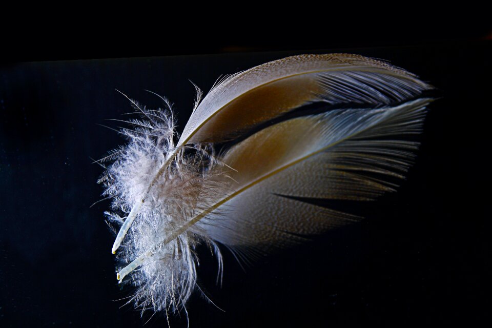 Filigree slightly fluffy