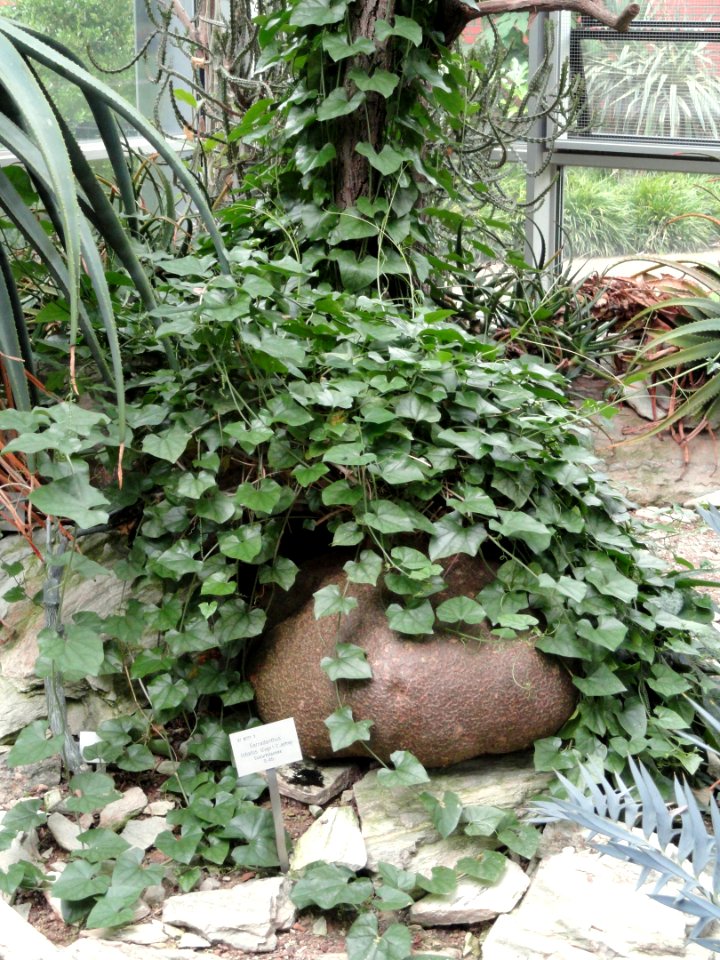 Gerrardanthus lobatus - Palmengarten Frankfurt - DSC01674