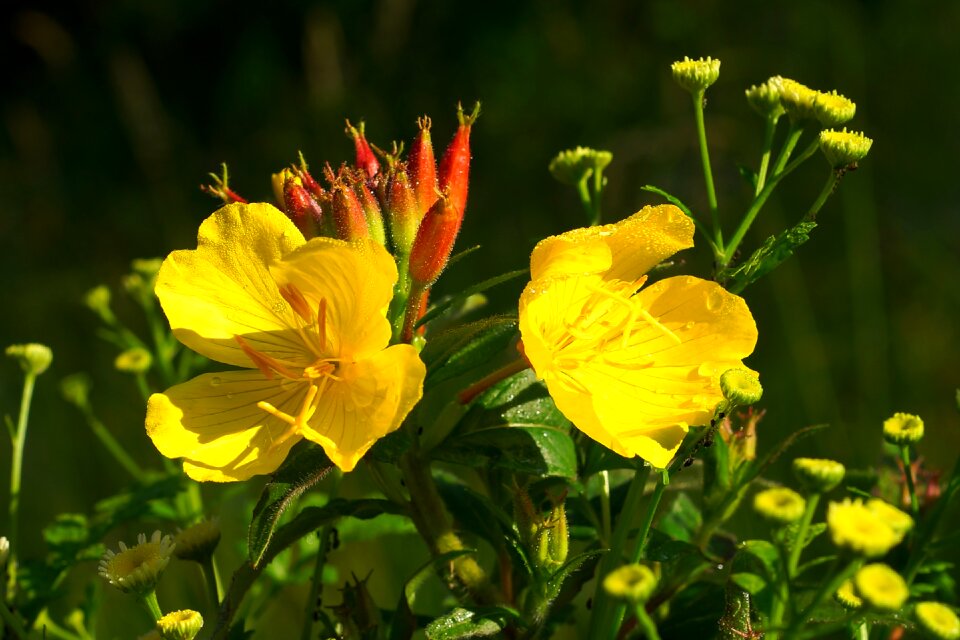 Plant yellow flowers summer flowers